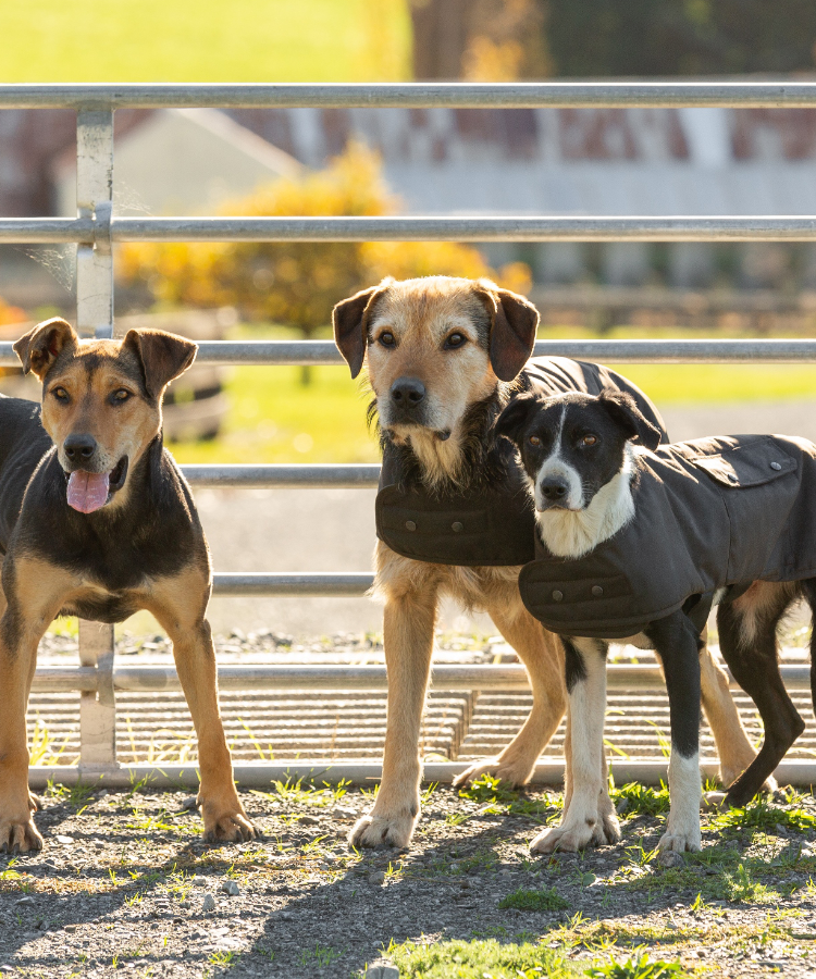 oilskin_dog_coat